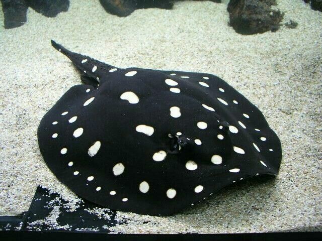 Imagem do Arraia Leopoldi